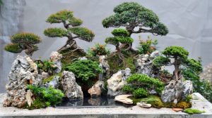 Tinh hoa trong nghệ thuật Bonsai Trung Quốc – Penjing
