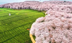 Tour Trung Quốc 5N4Đ | Hồ Chí Minh – Trùng Khánh – Quý Dương