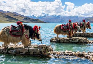 Báu vật Tây tạng – Bò Yak